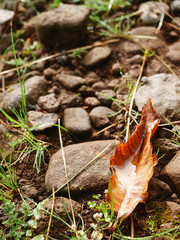Autumn leaf on a stone floor