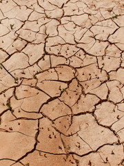 Cracks in the desert with small plants