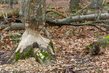gnawed off tree trunk