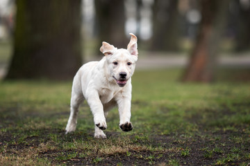 happy labrador puppy running in the park in spring