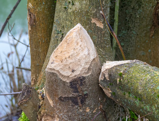 gnawed off tree trunk