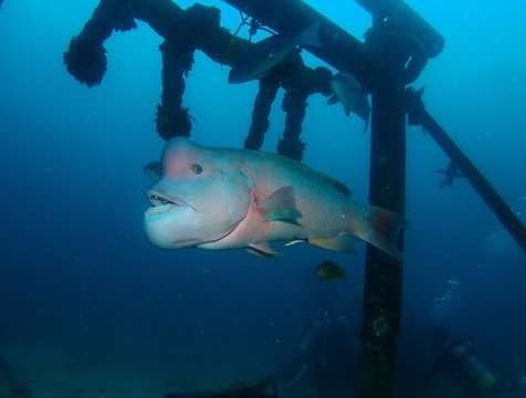 Asian sheepshead wrasse with Underwater Shrine at Tateyama, Japan