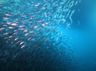 Sardines run in Moalboal
