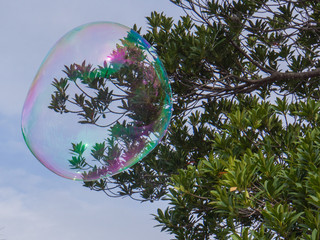 huge bubble up among the trees  