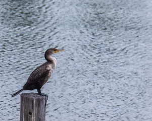 Cormorant on post on Tampa Bay