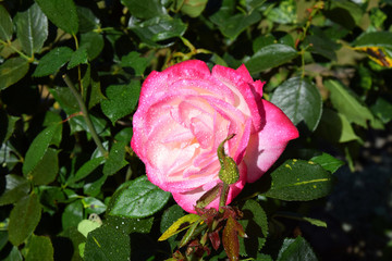 Pink Rose Blossoms with Water Drops on the Petals - Beautiful Garden