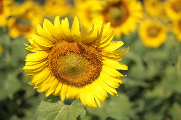 Fototapeta premium the blooming sunflowers as summer vacation holiday concept