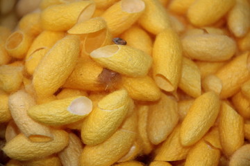 pupa silk for thai silk, silkworm closeup in yellow colors for background