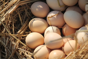 eggs in the nest with sunlight and shadow closeup for background