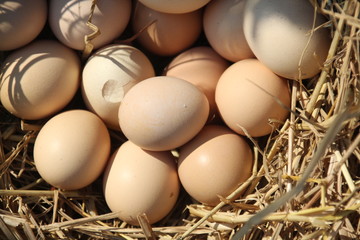 eggs in the nest with sunlight and shadow closeup for background