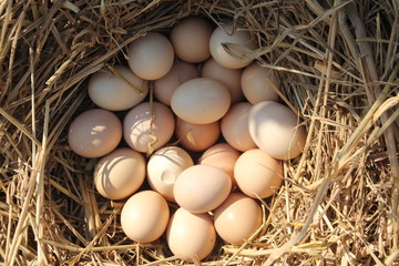 eggs in the nest with sunlight and shadow closeup for background