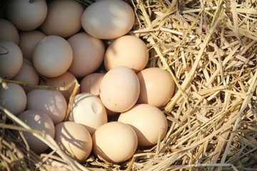 eggs in the nest with sunlight and shadow closeup for background