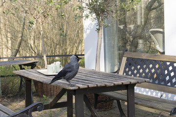 Crow on table 