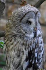 Great Gray Owl