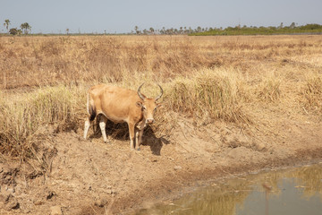 Afrikanische Kuh an Wasserstelle 