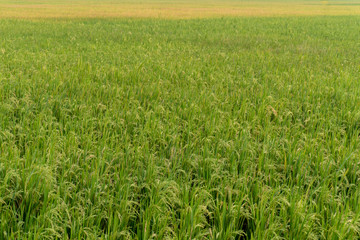 Wide green agriculture field of netherlands 