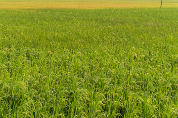 Wide green agriculture field of netherlands 