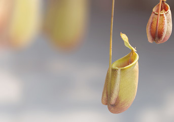 tropical pitcher plants or monkey cups