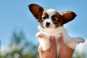 A man raises a Papillon puppy high. Small dog against the blue sky