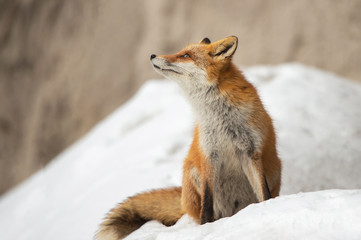雪の中のキタキツネ