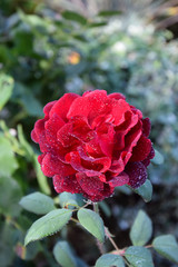 Red Rose Blossom with Water Drops on the Petals - Beautiful Garden