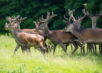Naklejka na ściany i meble heard of red deer coming out of the forest tree line in Killarney national park
