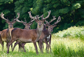 Naklejka na ściany i meble heard of red deer grazing in a summer meadow in Killarney national park