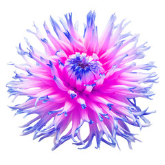 Pink and blue flower dahlia isolated on white background. Flat lay, top view