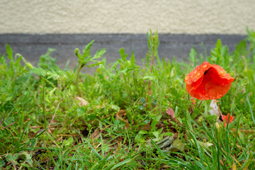 Lovely red flower on green grass and wall background with copy space, wallpaper