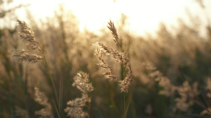 Obraz premium Natural meadow grass slowly swayed by wind blow. The beautiful green swaying grass field is relaxing & romantic. It waving along wind breeze. copy space. Green environment concept.