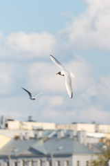 Close up vertical photo of seagulls circling in the sky. On the background blue cloudy sky and rooftops of houses. Nature and wildlife concept.