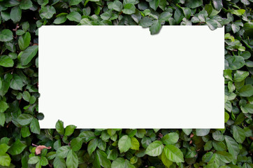 White frame with leaves background