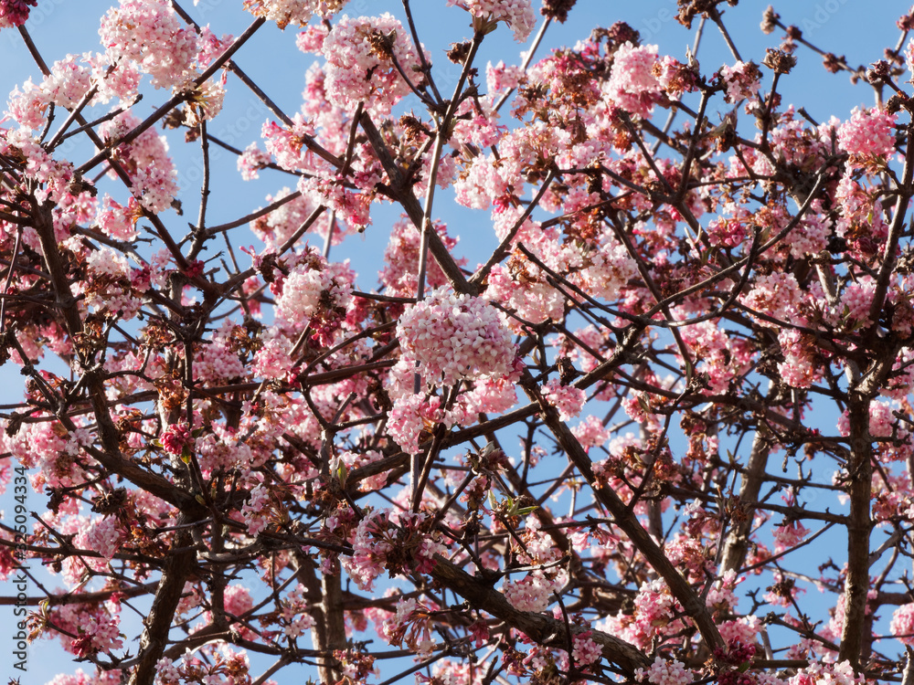 Canvas Prints Bodnant-Schneeball oder bodnant-winterschneeball  - Viburnum bodnantense 'Dawn' 