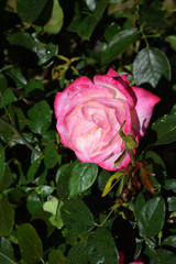 Pink Rose Blossoms with Water Drops on the Petals - Beautiful Garden
