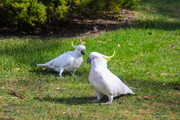 cockatoo parrot © Alex