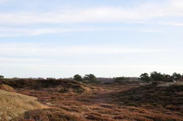 Fototapeta na wymiar Dünenheide dune heath Hiddensee