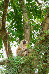 Monkeys play in the garden