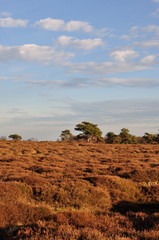 Dünenheide dune heath Hiddensee