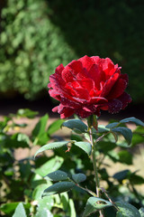 Red Rose Blossom with Water Drops on the Petals - Beautiful Garden