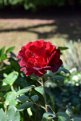 Obraz premium Red Rose Blossom with Water Drops on the Petals - Beautiful Garden