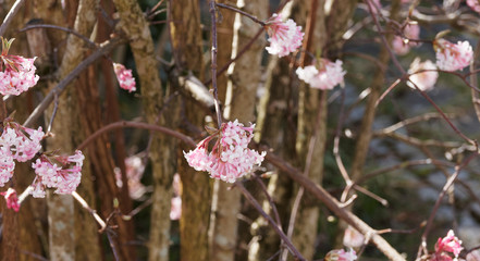 Viburnum bodnantense 'Dawn'  -  Bodnant-Schneeball beim Erblhühen. Blattlosen Zweigen, Dunkelrosa Knospen, weißlichrosa blumen in schirmrispigen Blütenständen