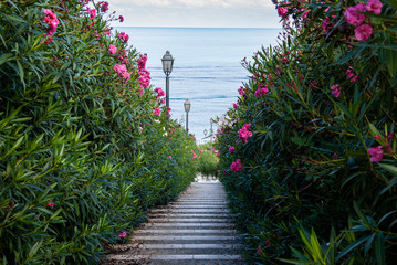 Stairs to the beach and blooming Nerium oleander shrubs, Tropea, Italy