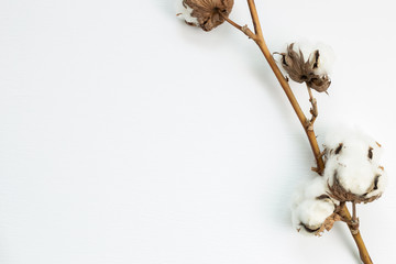 Cotton plant on white background. Floral composition, top view, copy space