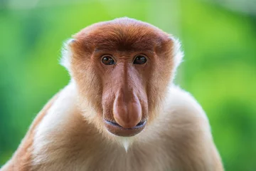 Foto auf Alu-Dibond Wild Proboscis monkey or Nasalis larvatus, in rainforest of Borneo, Malaysia © OlegD