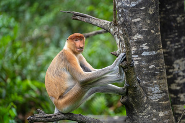 Wild Proboscis monkey or Nasalis larvatus, in rainforest of Borneo, Malaysia