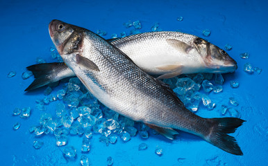 Seabass fish on ice on blue background