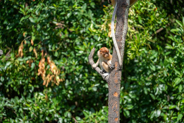 Wild Proboscis monkey or Nasalis larvatus, in rainforest of Borneo, Malaysia