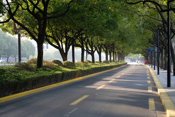 empty road under green trees shade on sunny day. perspective