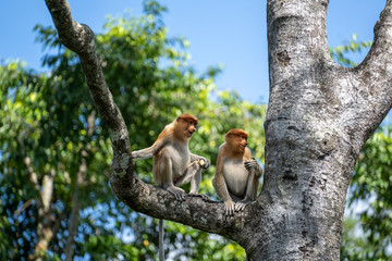 Fototapeta premium Wild Proboscis monkey or Nasalis larvatus, in rainforest of Borneo, Malaysia