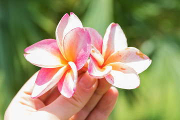 hand hold a Frangipani (Plumeria) flower